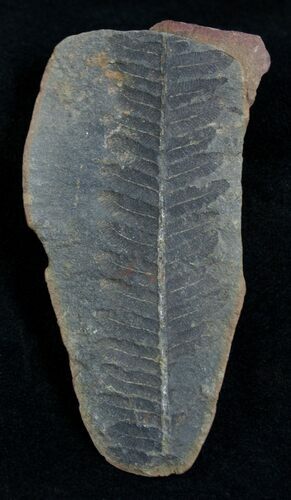 Fern Fossil From Mazon Creek - Million Years Old #2152